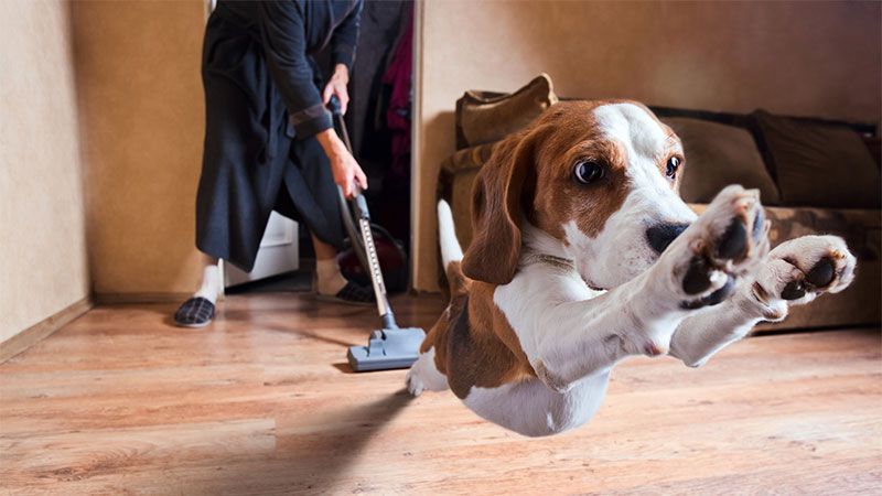 Limpieza y conservación de pavimentos con mascota